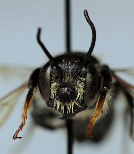 Megachile ericetorum